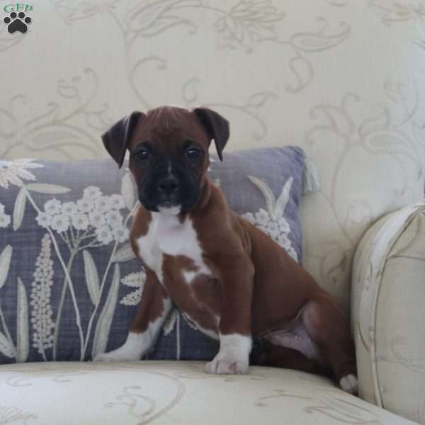 Jeep, Boxer Puppy